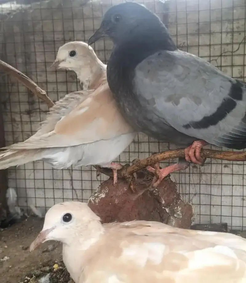 aseel sindhi chicks — photo 6