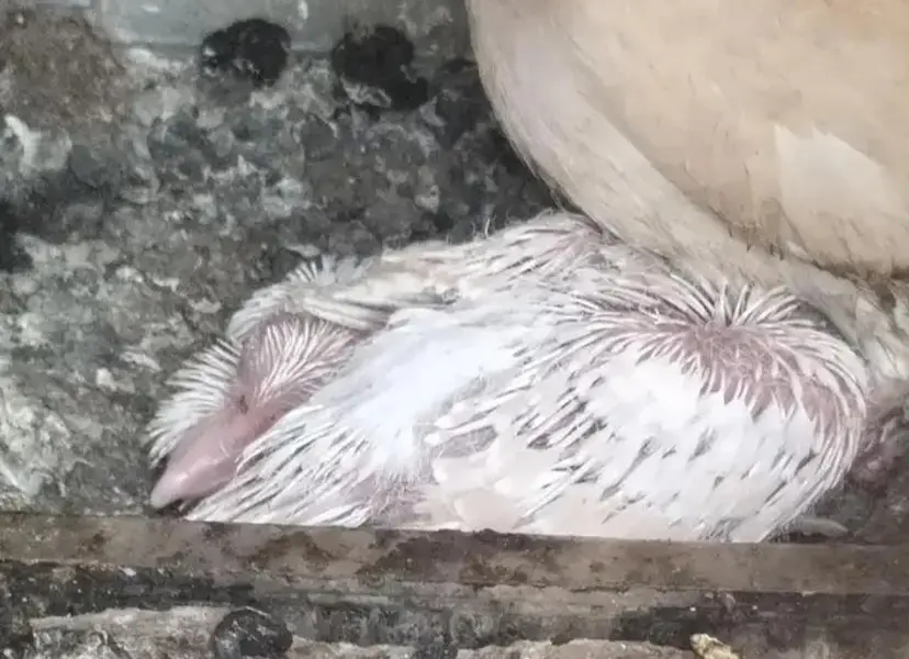 aseel sindhi chicks — photo 7