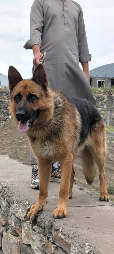 Beautiful & Healthy 1.5 Year Old Pet Dog for Sale – Active & Friendly