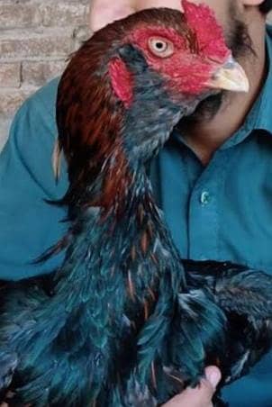 aseel sindhi chicks
