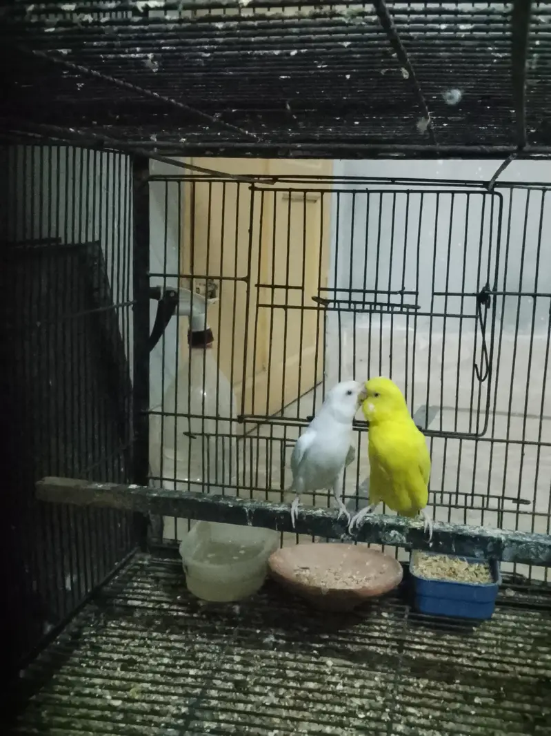 Red eye or black eye pair — photo 3