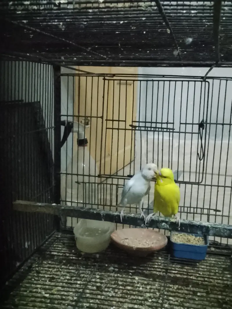 Red eye or black eye pair — photo 4
