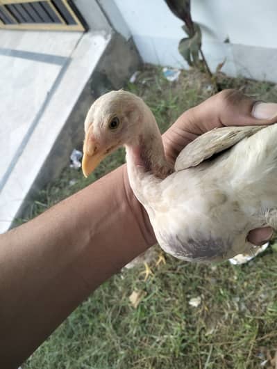 ASEEL chicks for sale