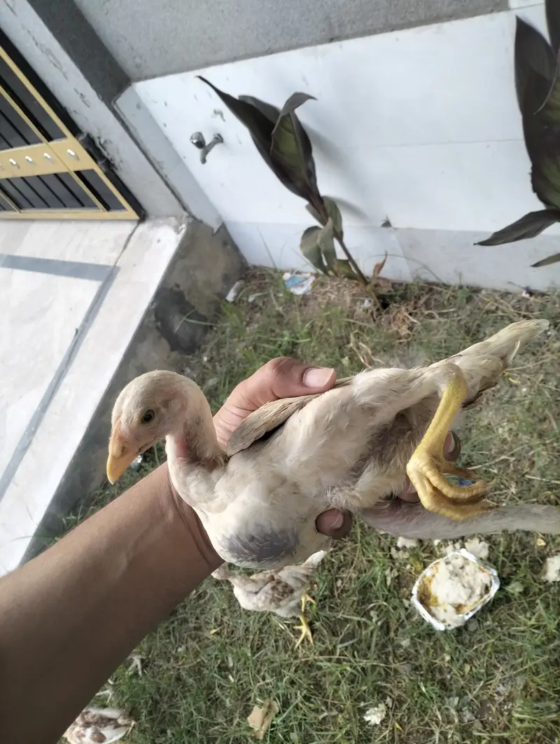 ASEEL chicks for sale — photo 2