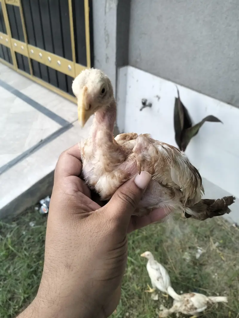 ASEEL chicks for sale — photo 3