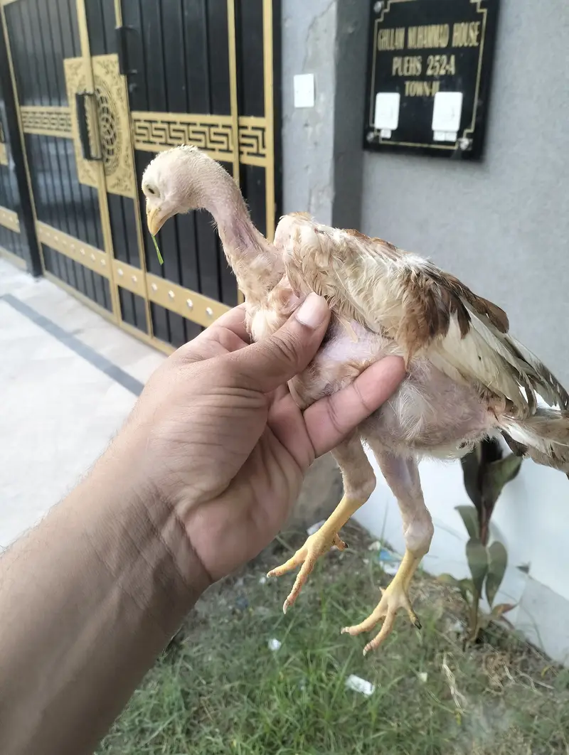 ASEEL chicks for sale — photo 4