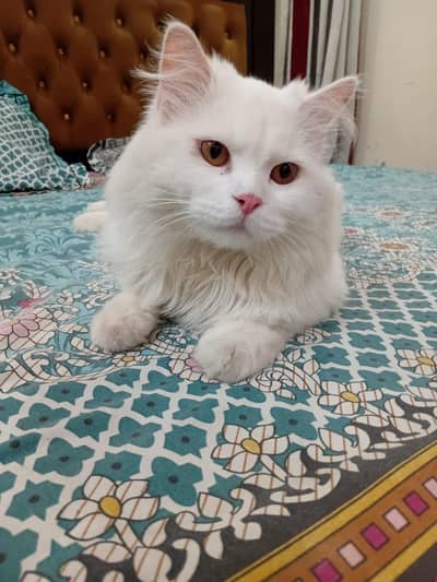 White Male Cat – Vaccinated, Litter Trained & Friendly