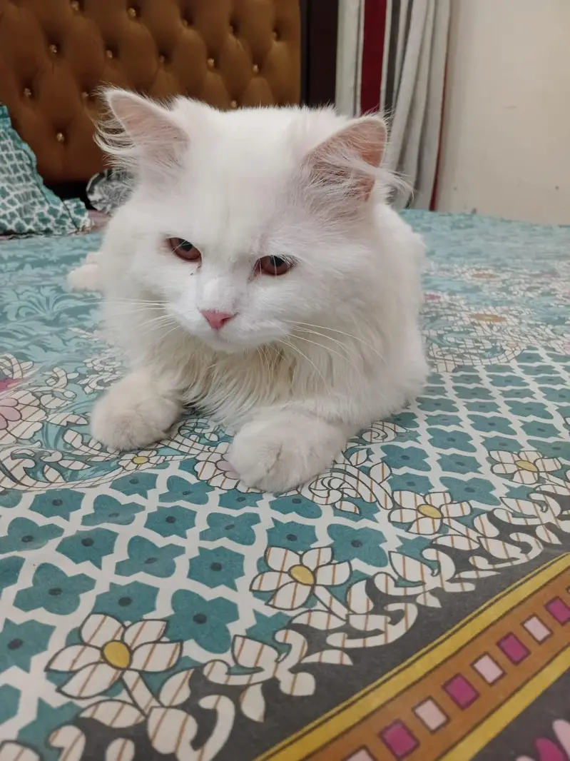 White Male Cat – Vaccinated, Litter Trained & Friendly — photo 2