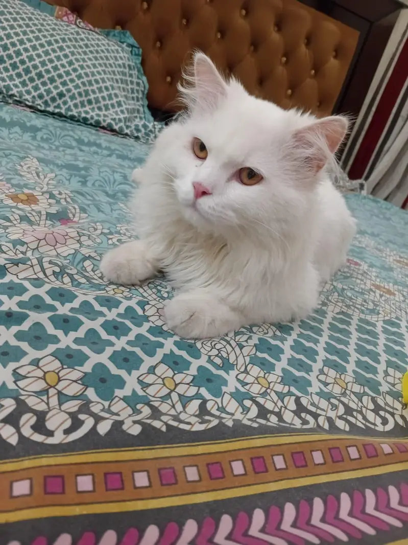 White Male Cat – Vaccinated, Litter Trained & Friendly — photo 3