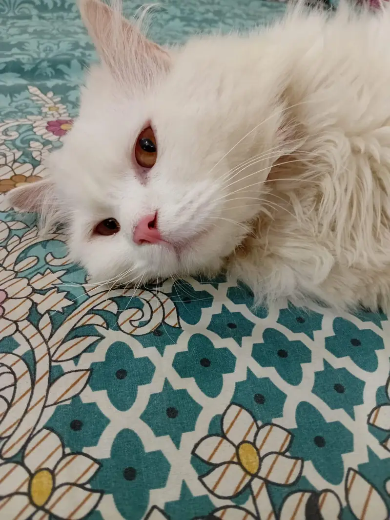 White Male Cat – Vaccinated, Litter Trained & Friendly — photo 4