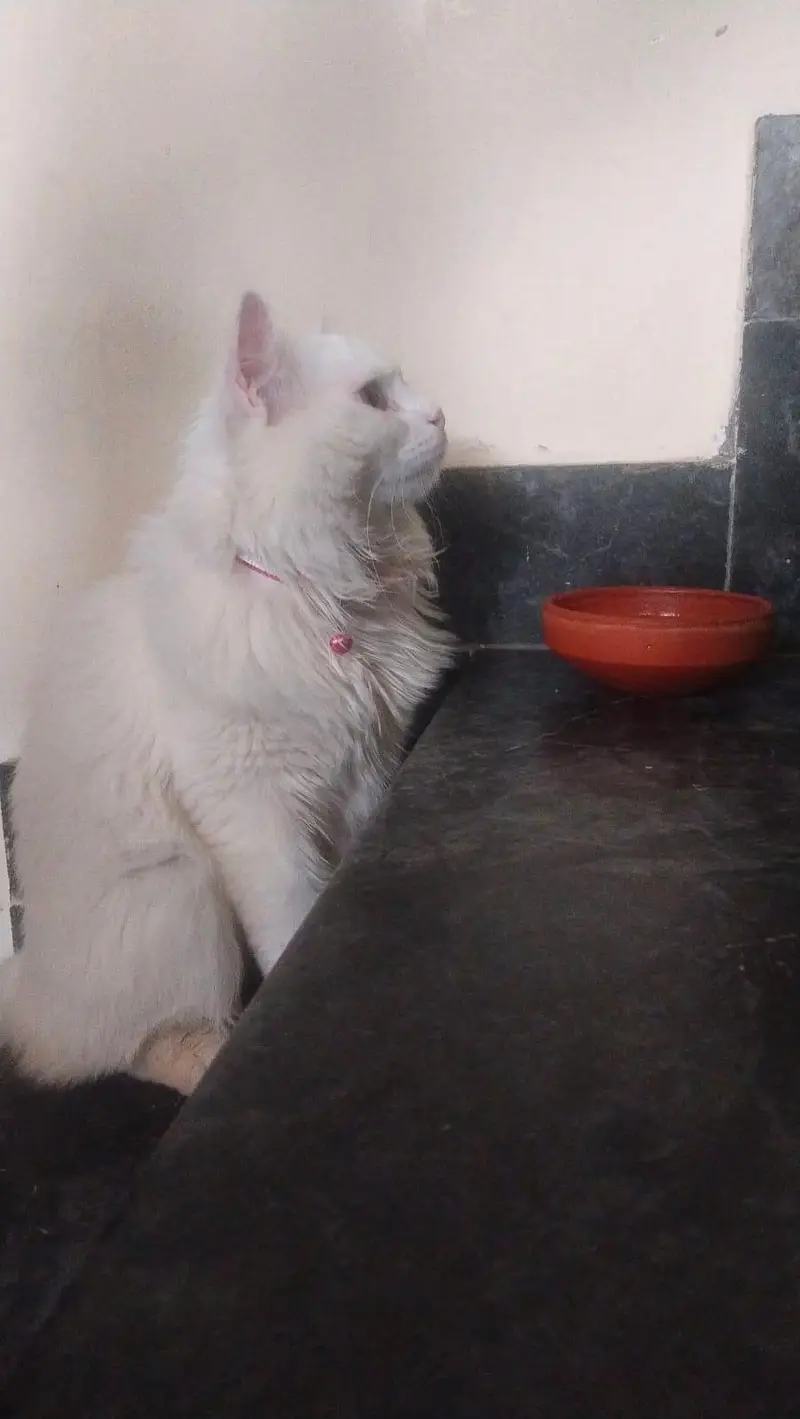 White Male Cat – Vaccinated, Litter Trained & Friendly — photo 5