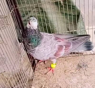 Pigeon gola female