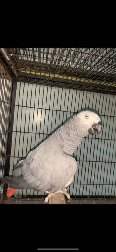 African Grey  Congo o3o2o16o322