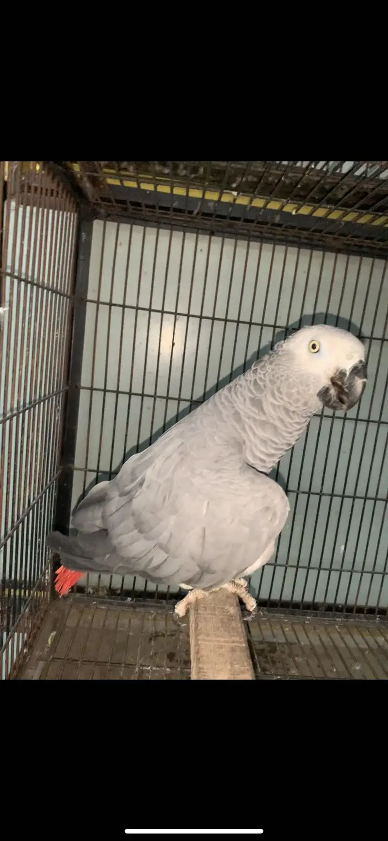 African Grey  Congo o3o2o16o322 — photo 2