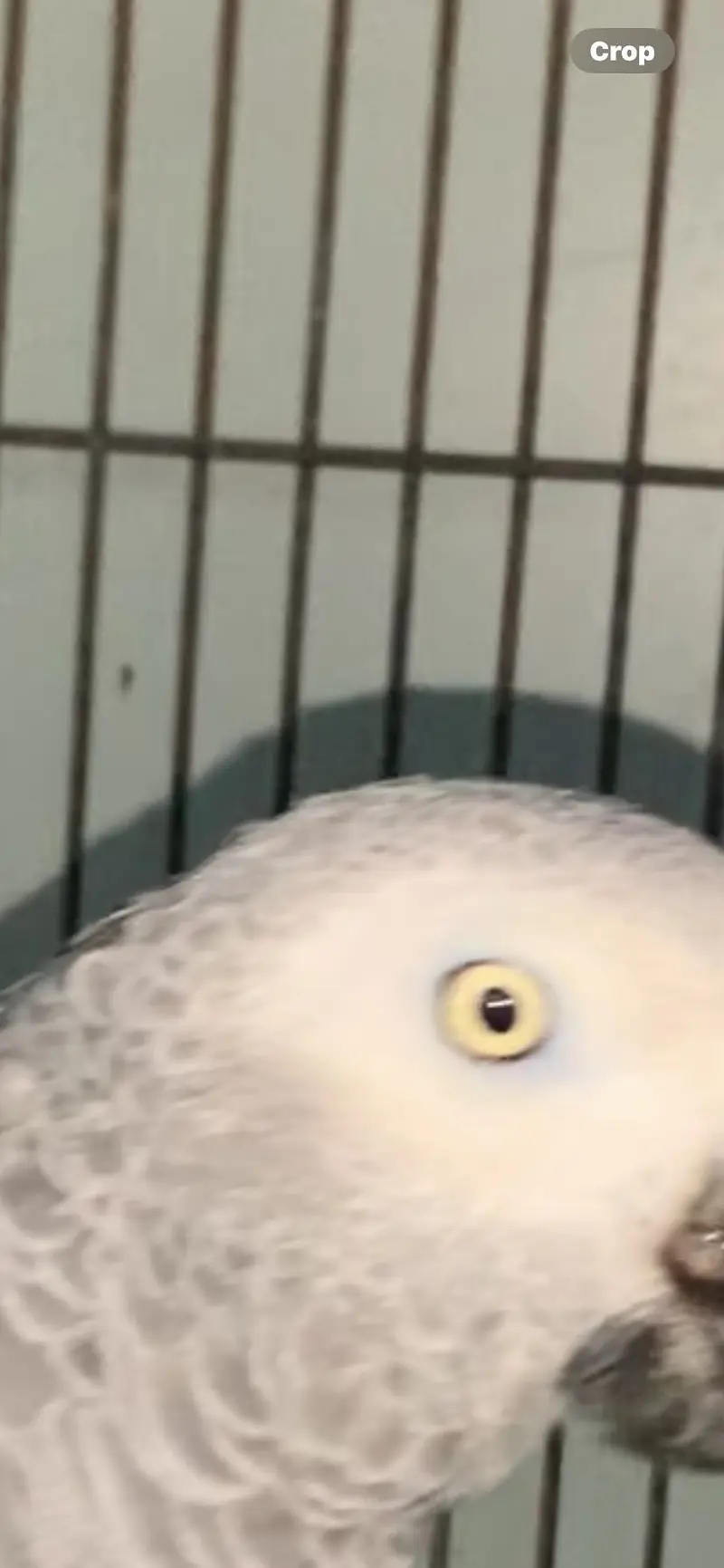 African Grey  Congo o3o2o16o322 — photo 3