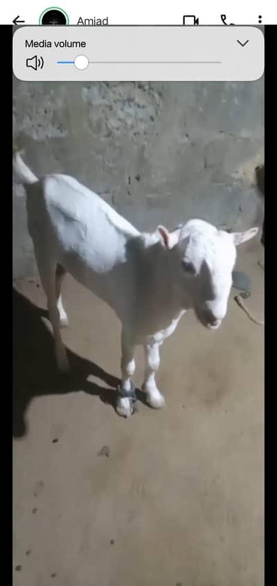 2 Teddy bakre for sale full Active