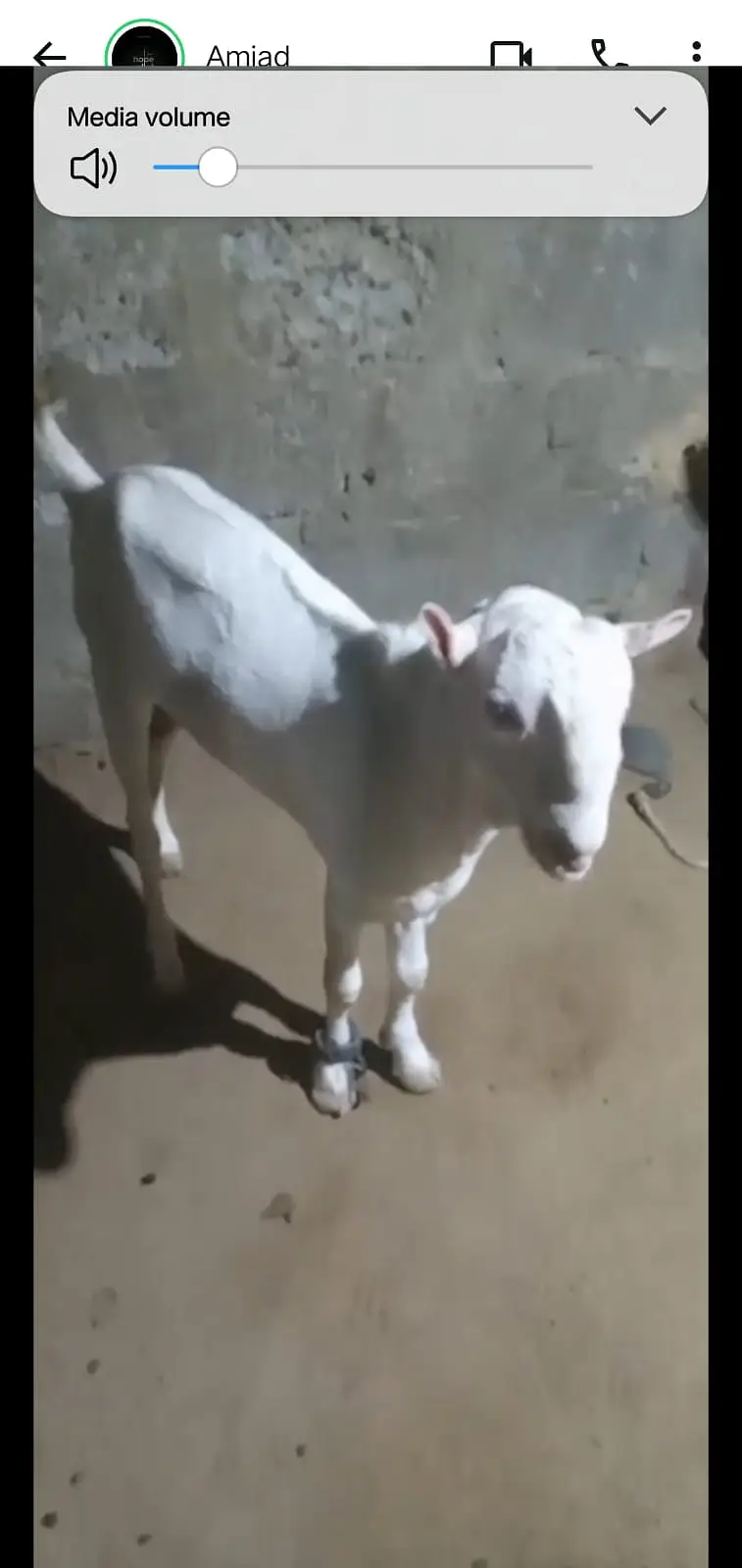 2 Teddy bakre for sale full Active — photo 3