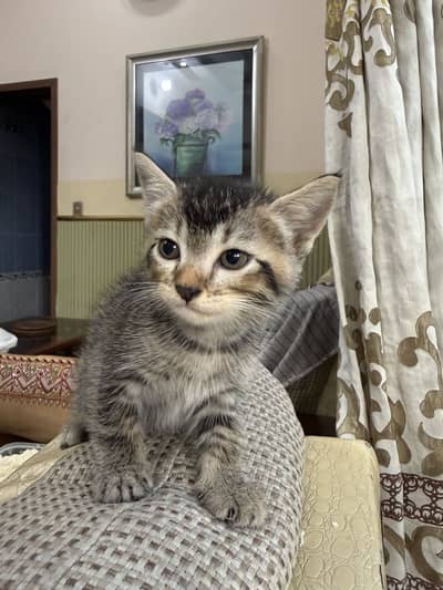 45 Days Old Fluffy Semi-Persian Kittens for Sale