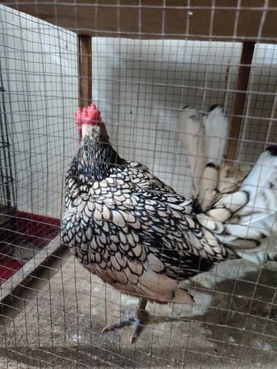 Silver Sebright Male