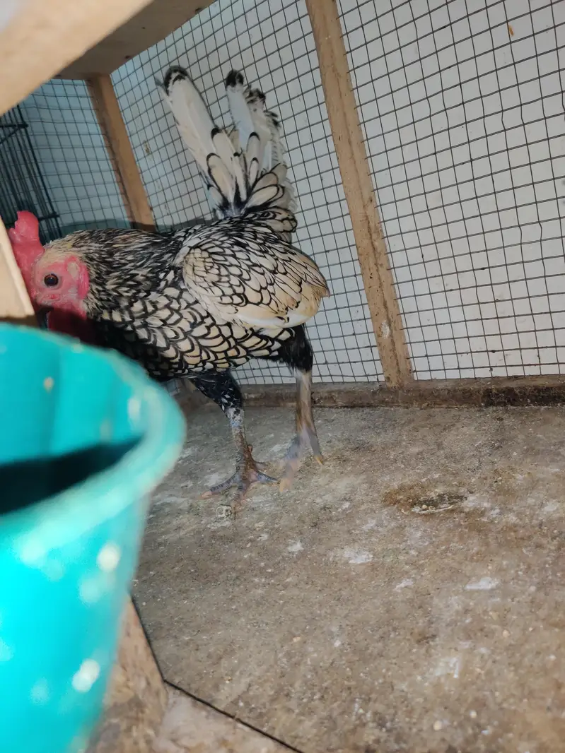 Silver Sebright Male — photo 2