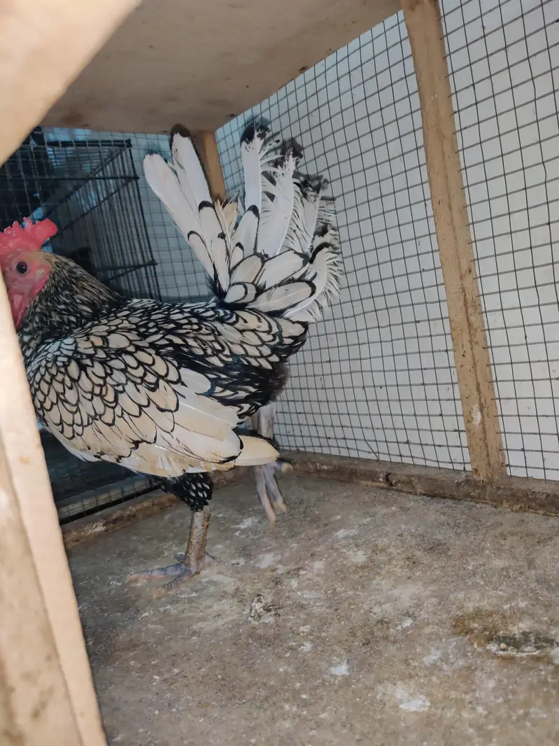 Silver Sebright Male — photo 3