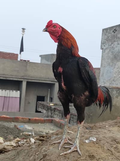 morga sale walaiti bird 03204662945 Whatsapp only