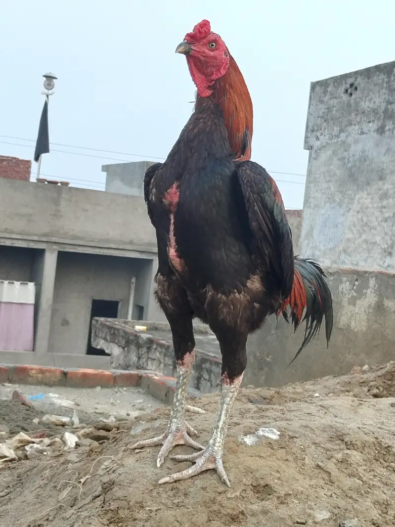 morga sale walaiti bird 03204662945 Whatsapp only — photo 2