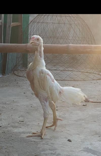 white shamo chicks/white shamo male/aseel chicks/pakoye chicks/