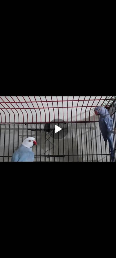 Obline Parrot Pair