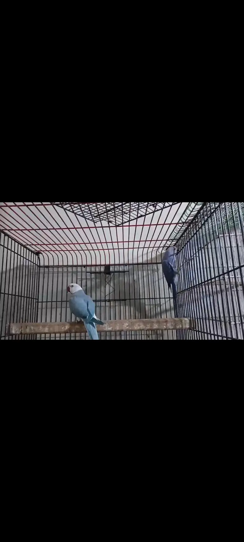 Obline Parrot Pair — photo 2