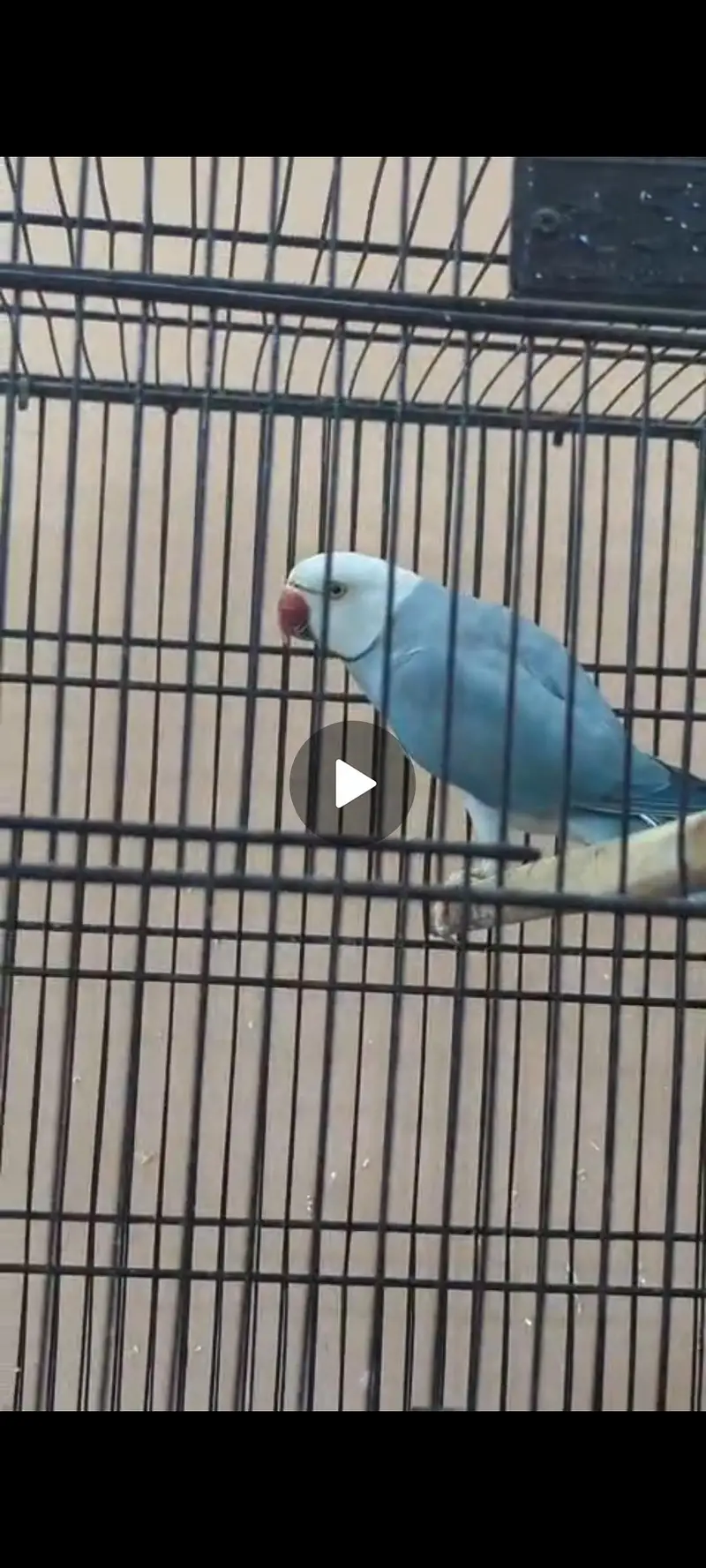Obline Parrot Pair — photo 3
