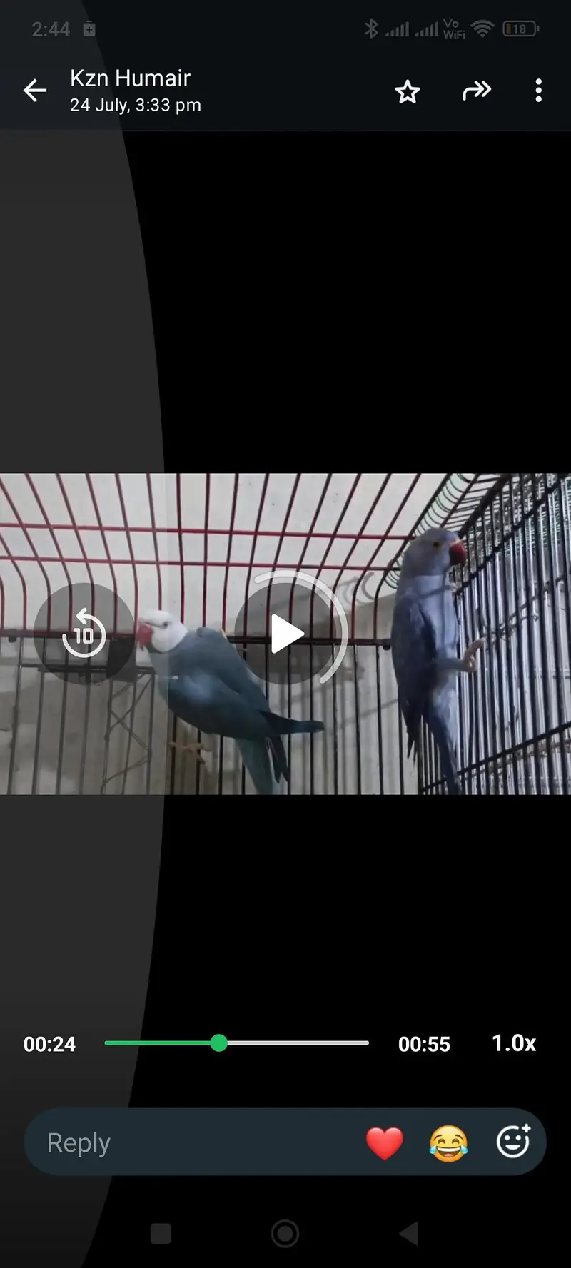 Obline Parrot Pair — photo 4