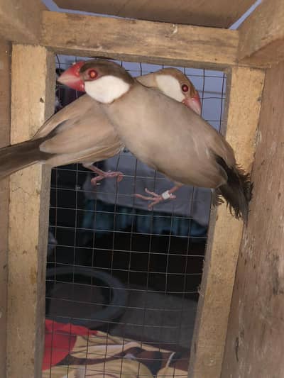 king size java finches