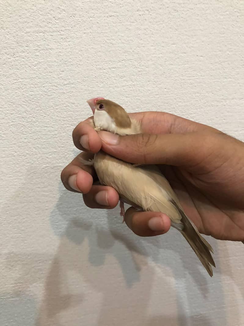 king size java finches 1