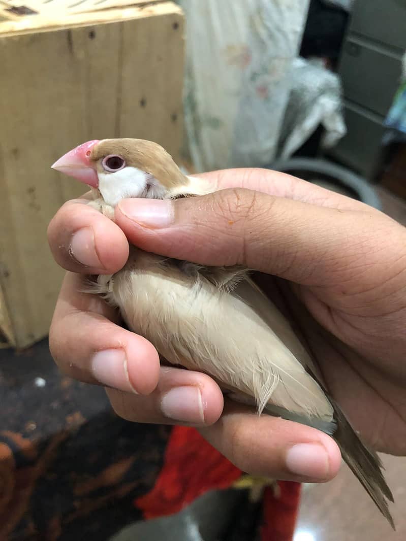 king size java finches 3