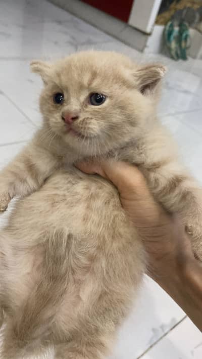 British Shorthair Available For Booking