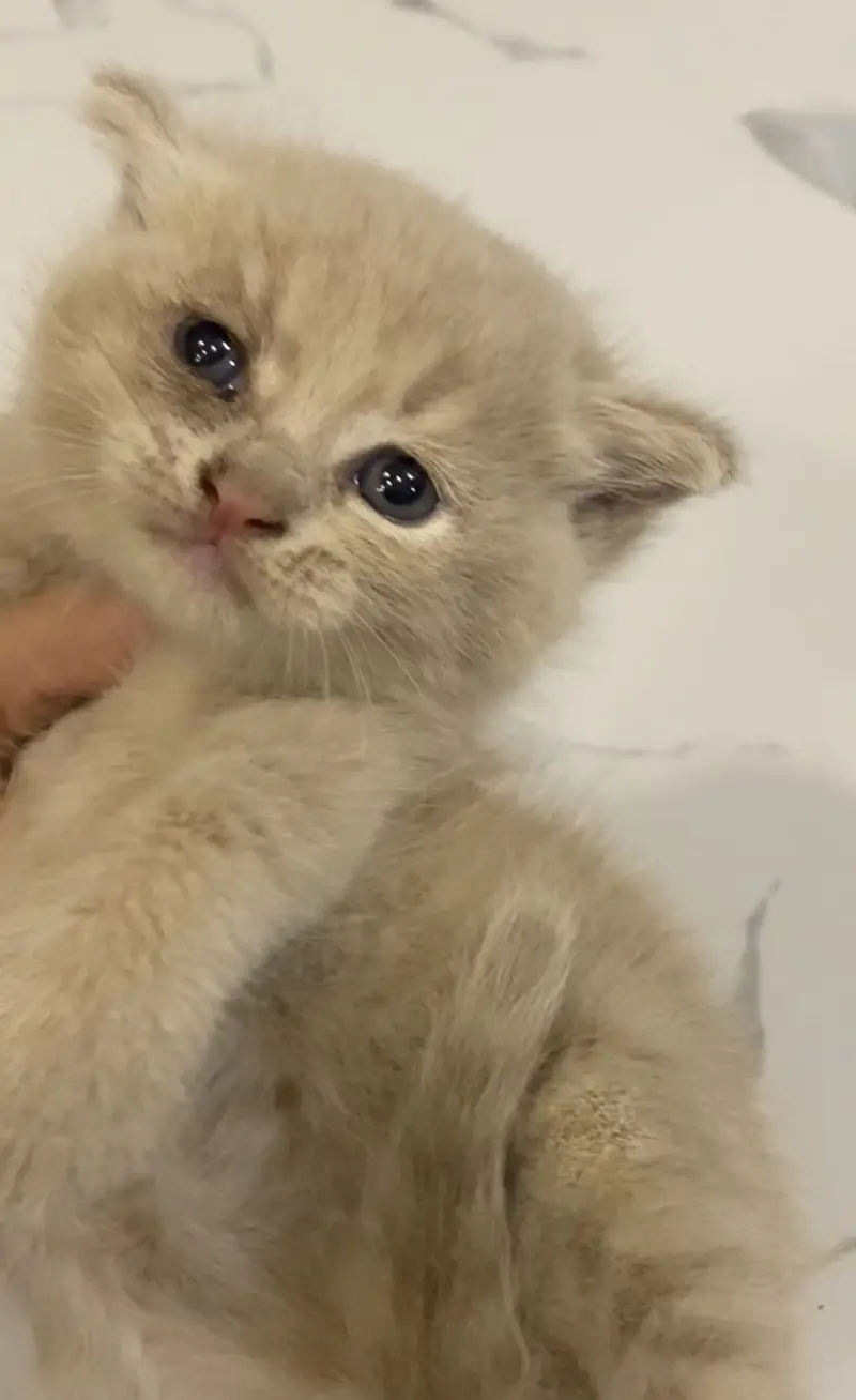 British Shorthair Available For Booking — photo 2