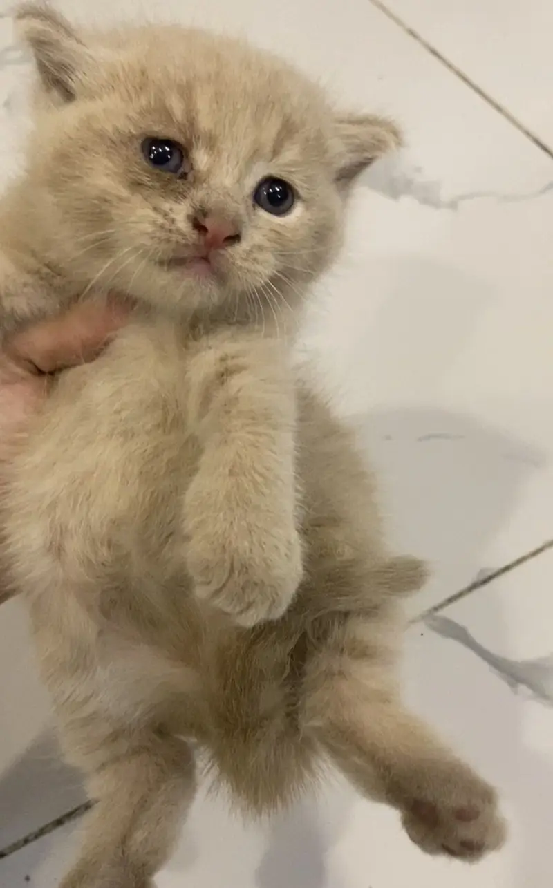 British Shorthair Available For Booking — photo 3