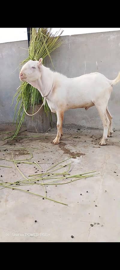 TEDDY GULABI BREEDER FRESH 2 DAAT