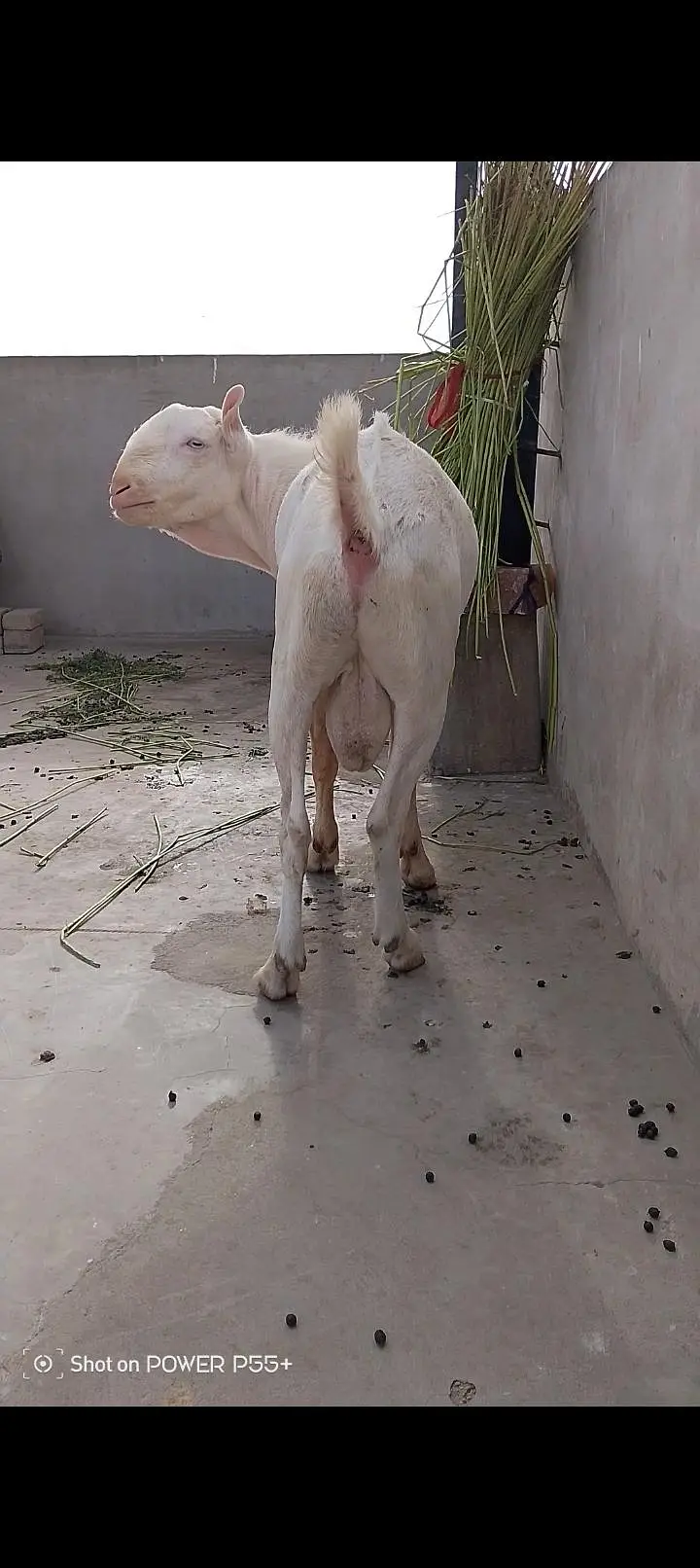 TEDDY GULABI BREEDER FRESH 2 DAAT — photo 2