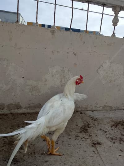 ASEEL HEERA