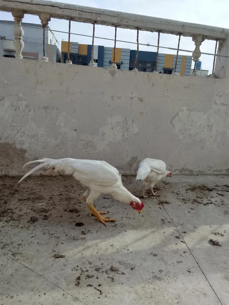 ASEEL HEERA — photo 2