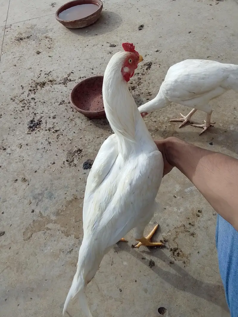 ASEEL HEERA — photo 3