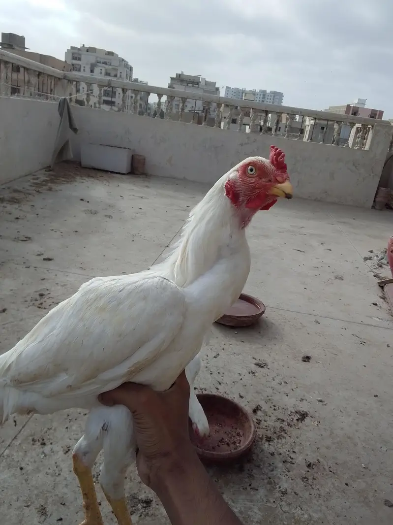 ASEEL HEERA — photo 5