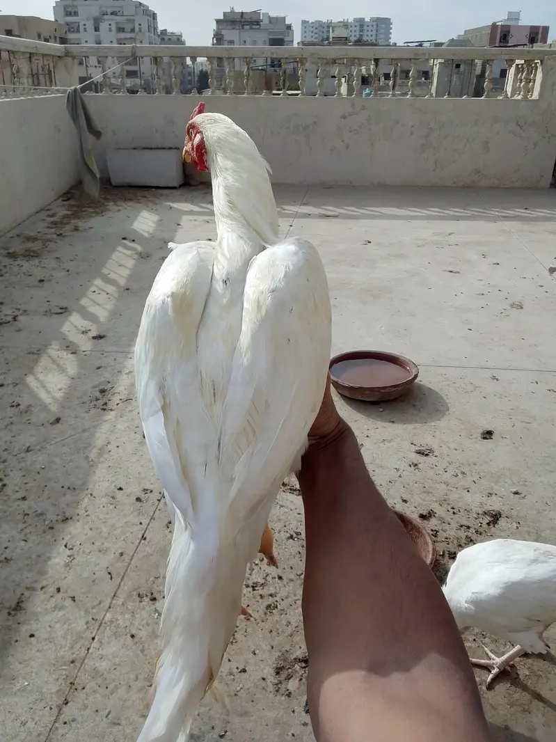 ASEEL HEERA — photo 6