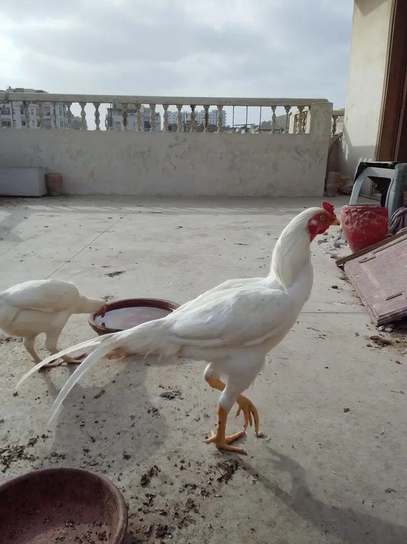 ASEEL HEERA — photo 7