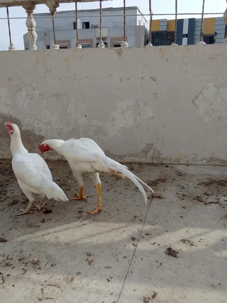 ASEEL HEERA — photo 9
