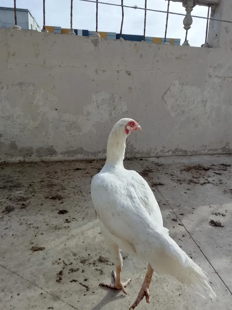 ASEEL HEERA — photo 10