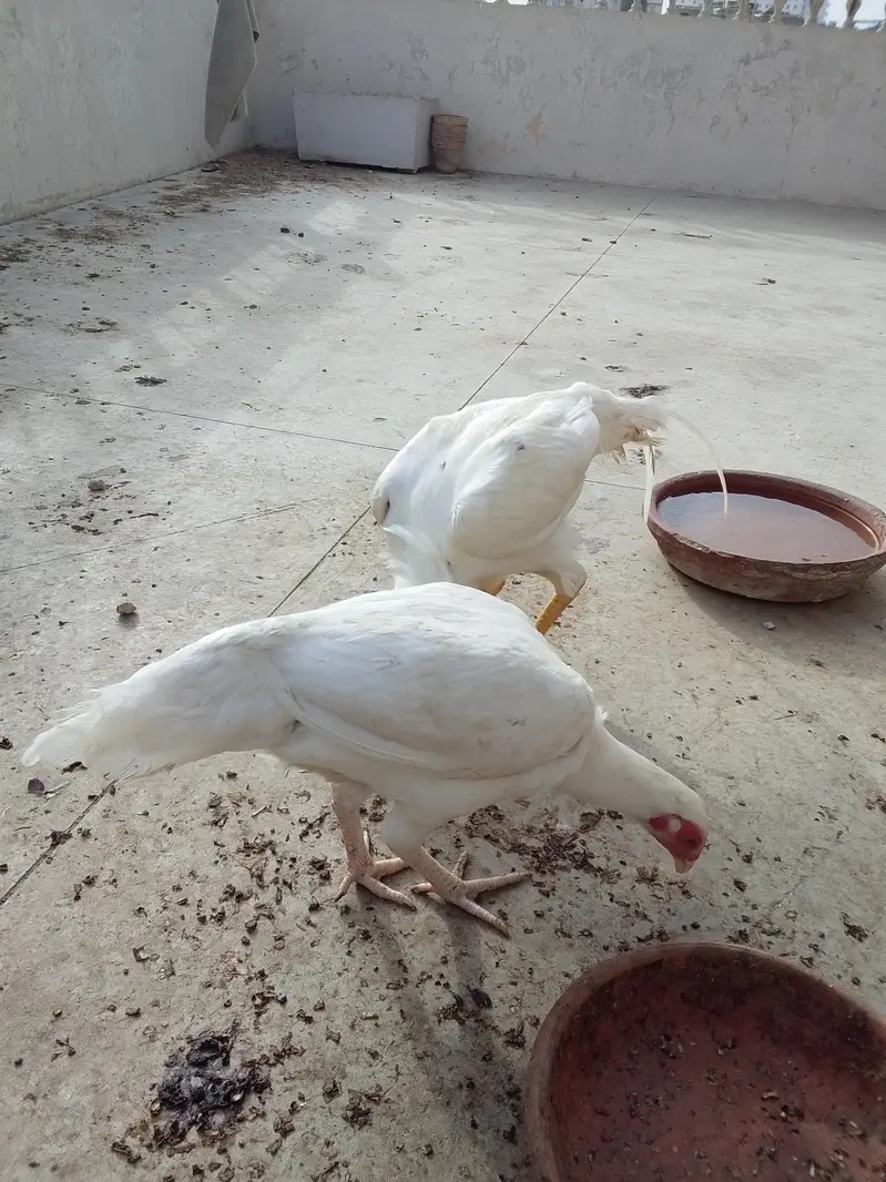 ASEEL HEERA — photo 11