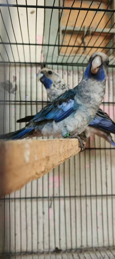 Budgies N Australian Parrots For Sell